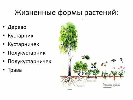 Древесные и травянистые формы