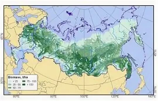 Самые большие запасы фитомассы земного шара сосредоточены