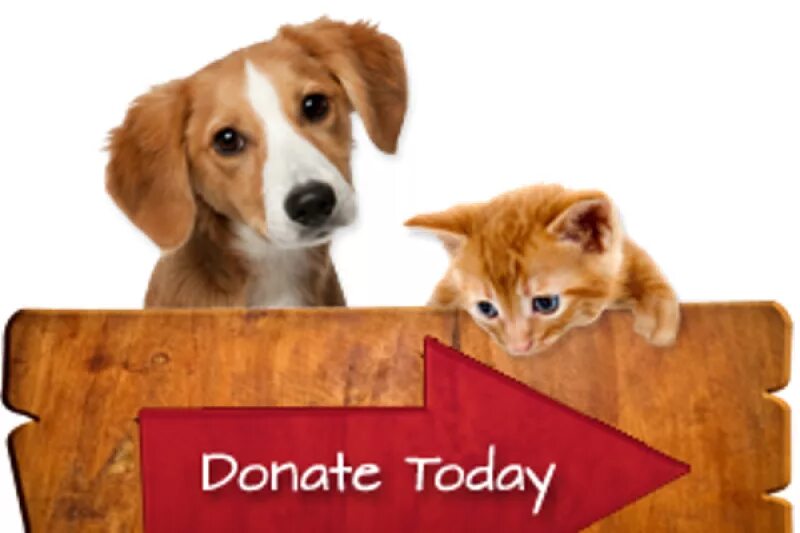 Donate animals. Фото донат пет. Donations for Pets.