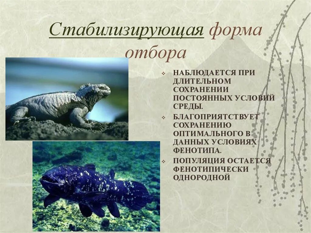 Условия среды стабилизирующего отбора. Стабилизирующая форма отбора. стабилизирующая форма естественного отбора. стабилизирующий отбор примеры. примеры стабилилизирующего отбора.