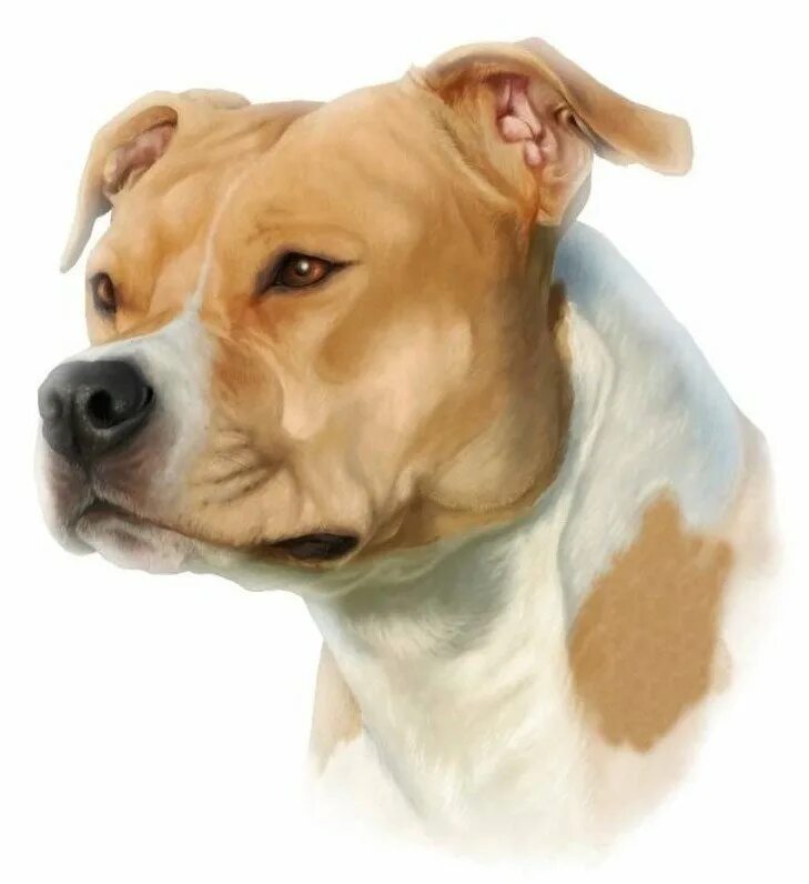 Staff. Естаф для hr. Американский питбультерьер. Американский стаффордширский терьер + боксер. Американский питбультерьер самка.