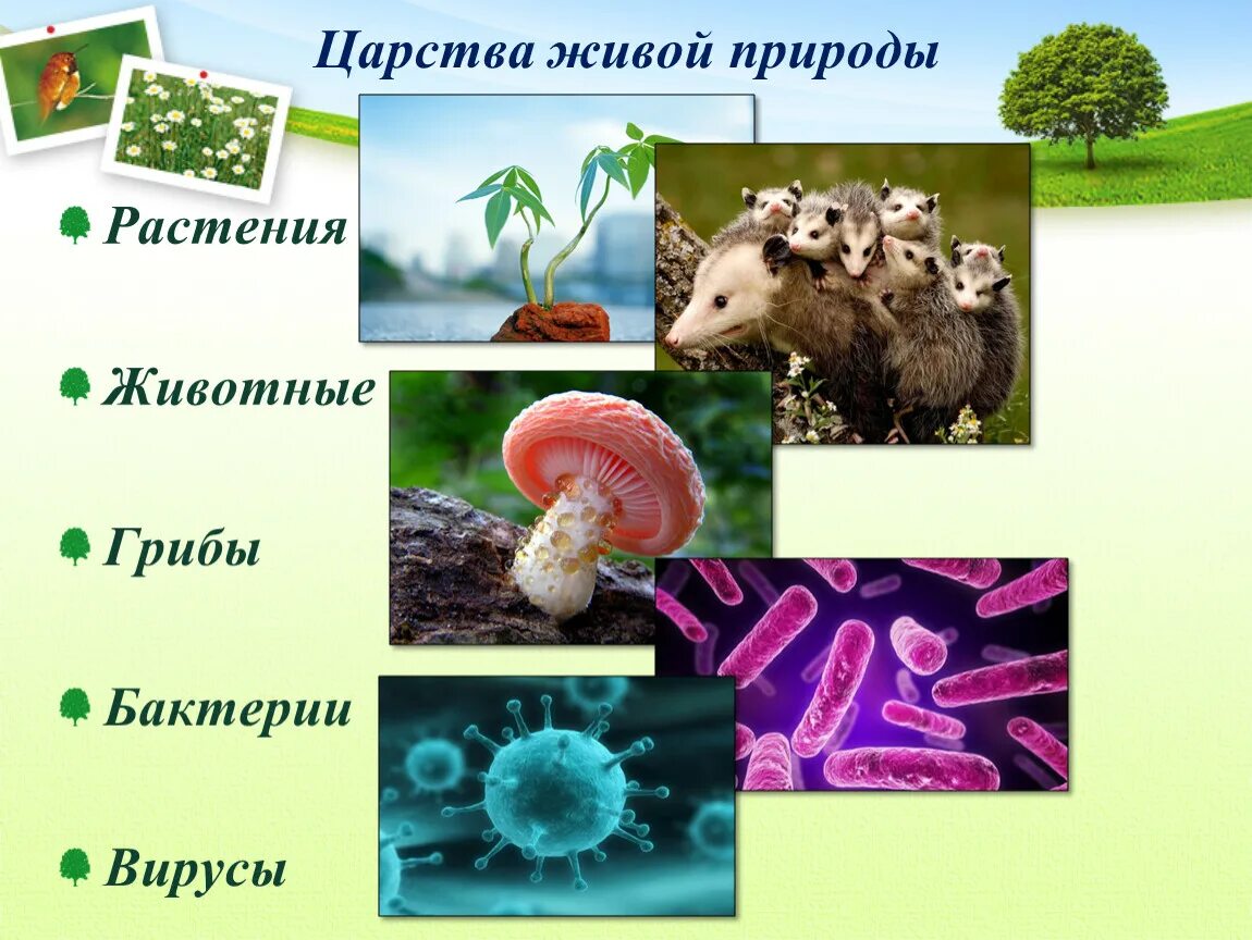 Царство животных царство растений царство грибов царство бактерий. Бактерии грибы растения животные это царство. Биология царство живой природы бактерии. Царство животных растений грибов бактерий.