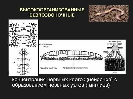Какая нервная система у простейших