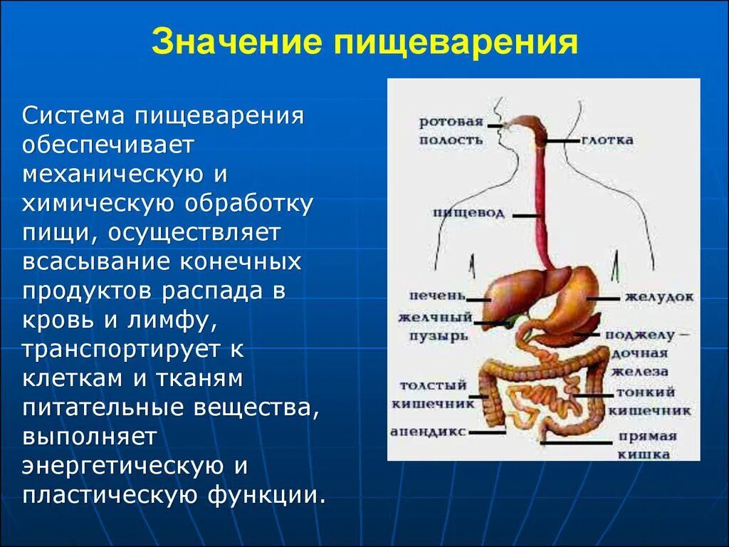 Пищеварительный процесс человека