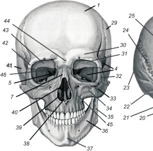 Задние кости черепа. Контрфорсы черепа анатомия. Строение костей черепа человека. Череп спереди анатомия. Анатомия головы кости черепа.