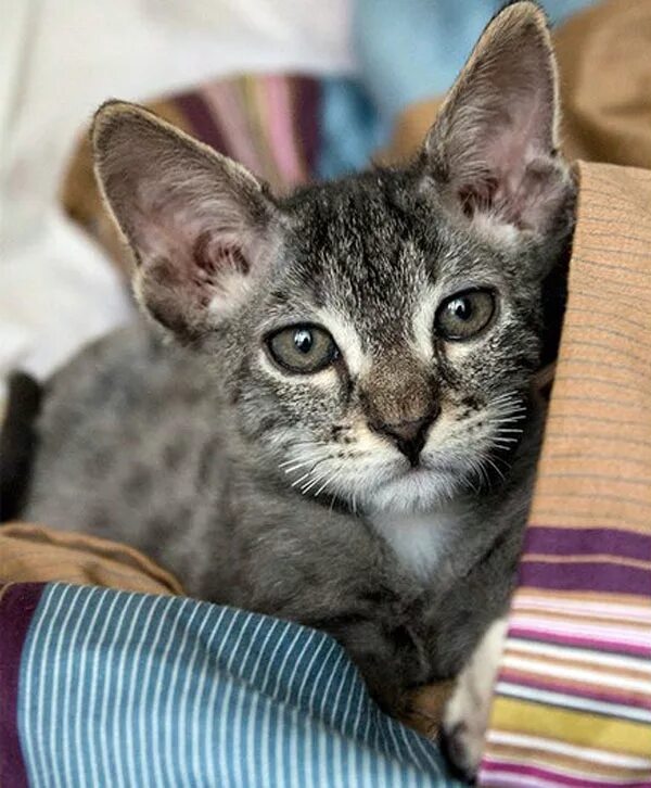 сфинкс смешанный. порода кошек скрещение сфинксов. кошка скрещенная с сфинксом. метис сфинкса и обычной. донской сфинкс корниш.