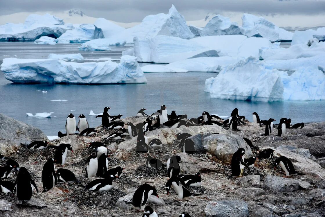 Пингвины под водой. Птичьи базары на Антарктиде где на карте. Emperor Penguin Colonies on the Map. Какой тип развития характерен для субантарктического пингвина