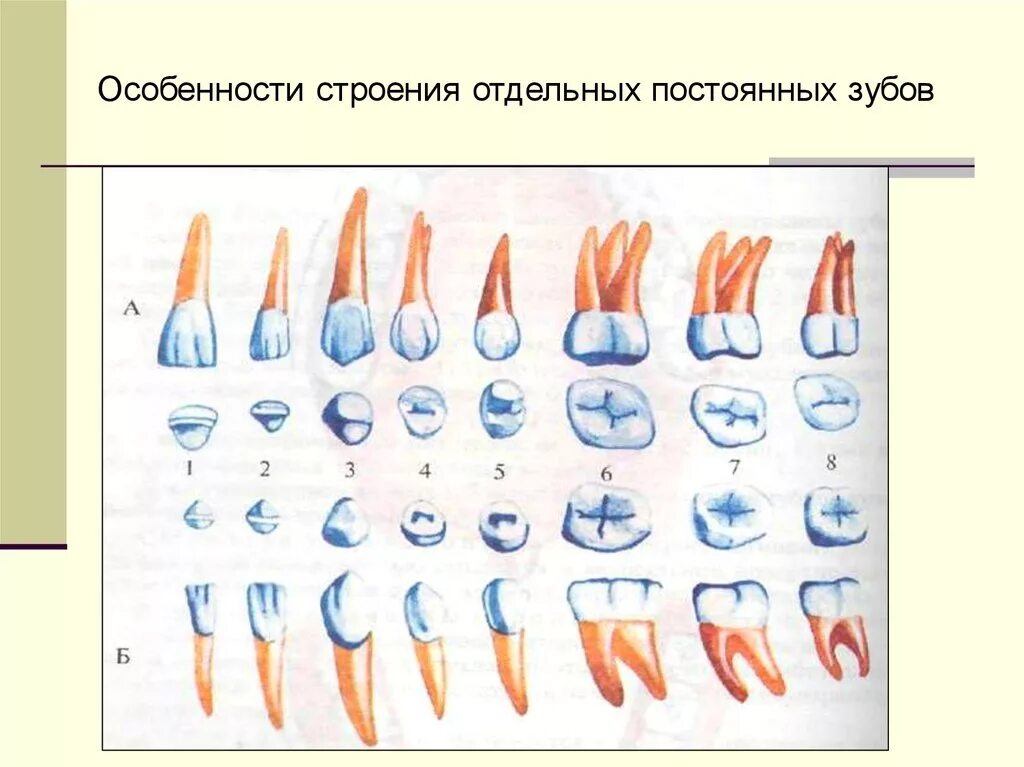 Признаки стороны зуба. Постоянные зубы анатомия. Формы зубов человека анатомия. Строение зуба. Строение зуба человека.