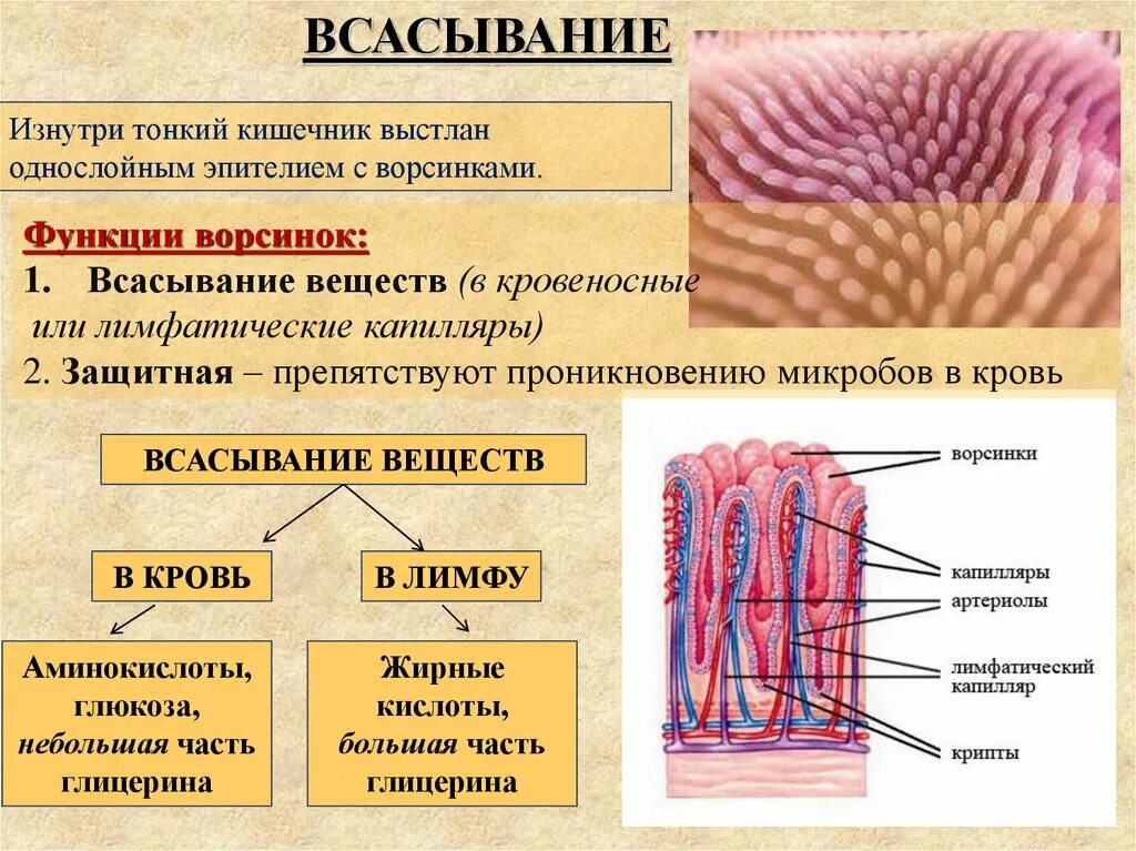 В ворсинках тонкой кишки происходит. Функции кишечных ворсинок тонкого кишечника. Всасывание питательных веществ в тонком кишечнике. Тонкая кишка кишечная Ворсинка. Функции ворсинок эпителия кишечника.