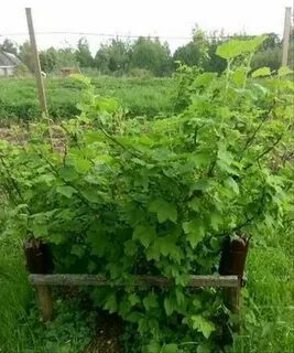 Большие кусты смородины