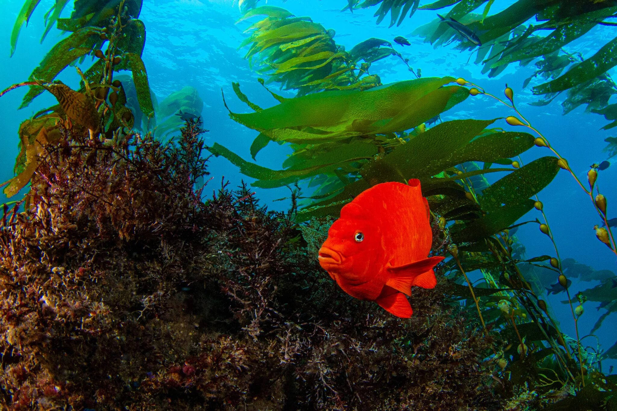 Подводный мир реки. Подводный мир рыбки. Подводные растения. Подводные растения. Рыбка водоросли.
