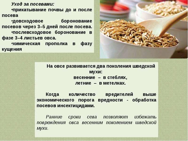 Сообщение о пшенице 3 класс