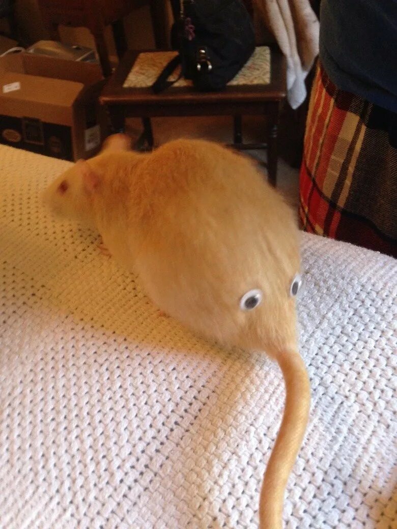 Крысы домашние хвост. Декоративные крысы бесхвостые. Крыса с очень длинным хвостом. Крысы домашние хвост. Крыса манкс.