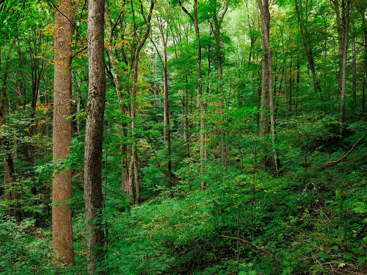Девственные леса расположение. Остров якусима юнеско. Девственные леса коми презентация. Республика коми природа. Девственные леса коми презентация.