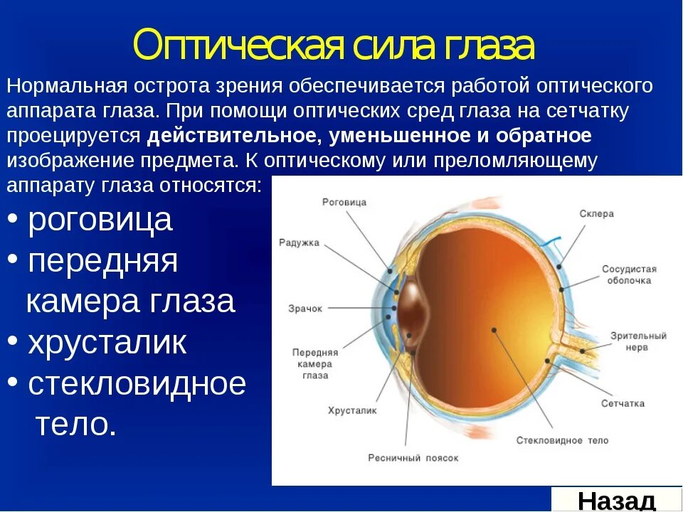 К оптической системе глаза относятся хрусталик