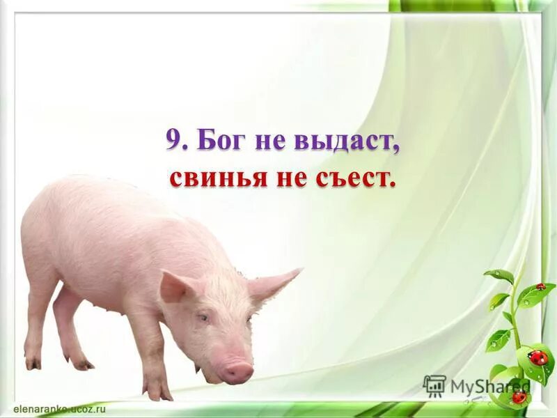 Бог не выдаст свинья не съест значение. Бог не выдаст свинья не. Анекдоты про поросят. Смешные шутки про свиней. Бог не выдаст свинья не съест картинки.