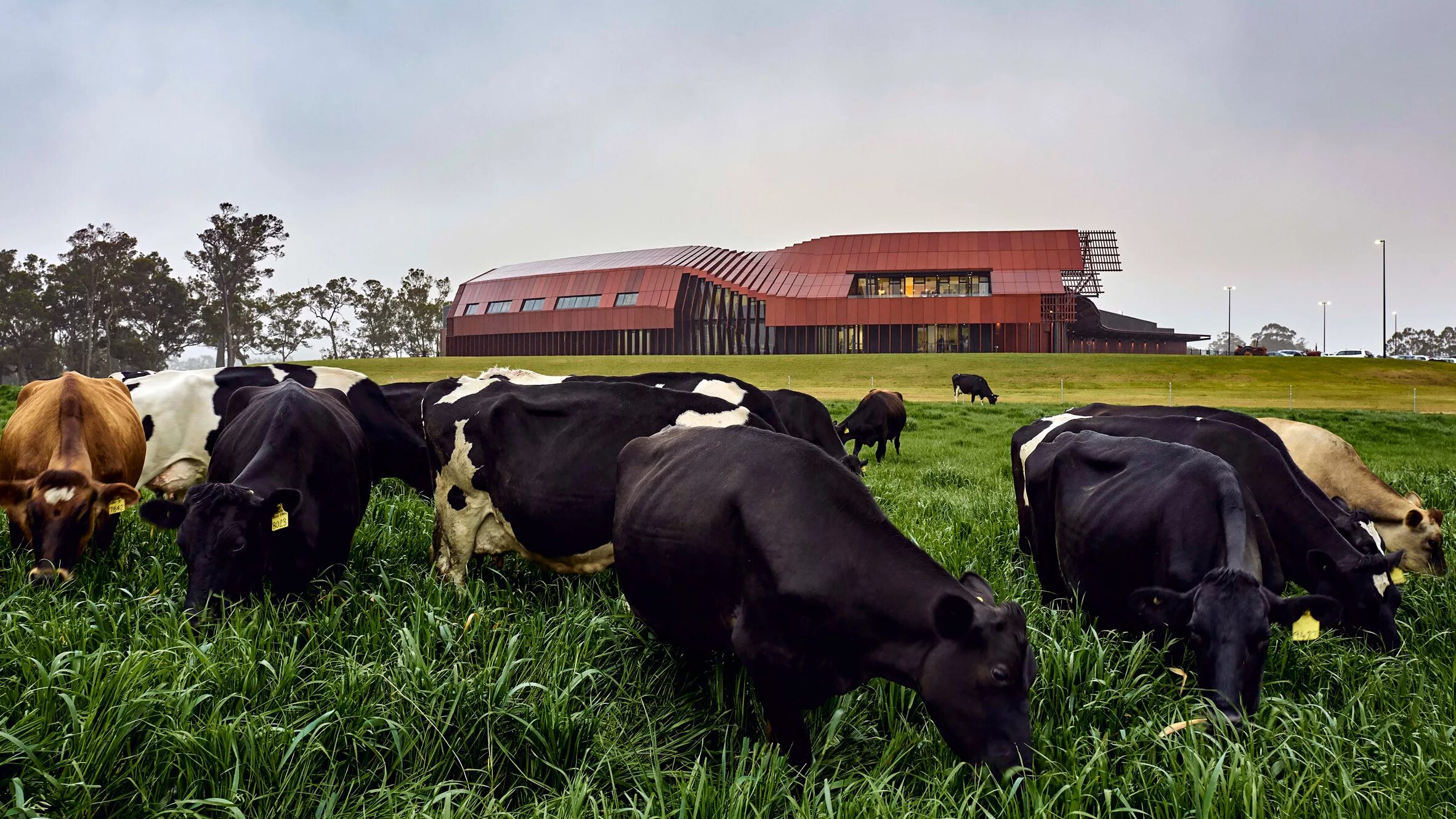 Крупный рогатый скот (крс). Фуражная корова. Ферма молоко корова. Машинное доение коров. Дойка крс.