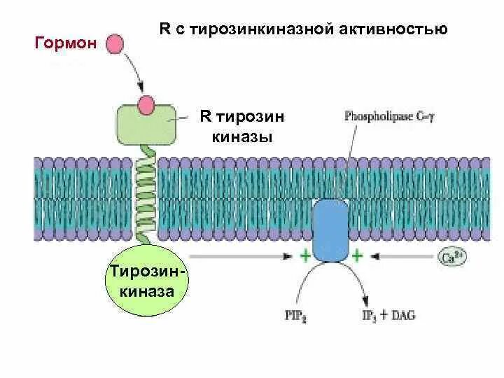 Механизм действия тирозинкиназных рецепторов. Строение тирозинкиназного рецептора. Тирозинкиназная активность рецепторов. Рецепторы с тирозинкиназной активностью биохимия. Механизм тирозинкиназных рецепторов.