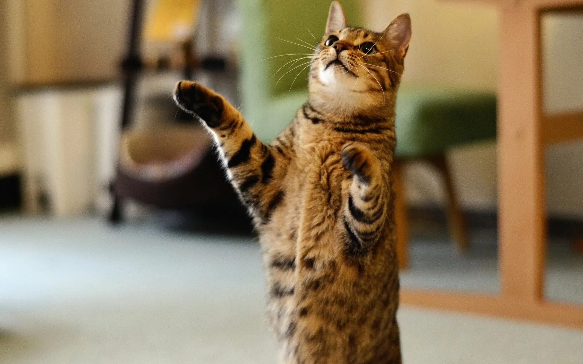Кот ходит на задних лапах. Котик на задних лапках. кошка сидит на задних лапах. стоячий кот. котик сидит на задних лапках.