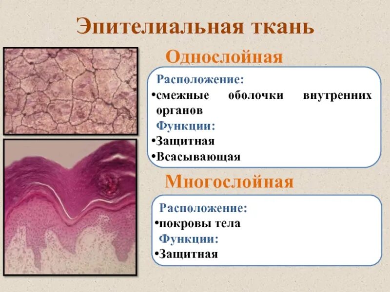 Функции эпителиальной и соединительной нервная