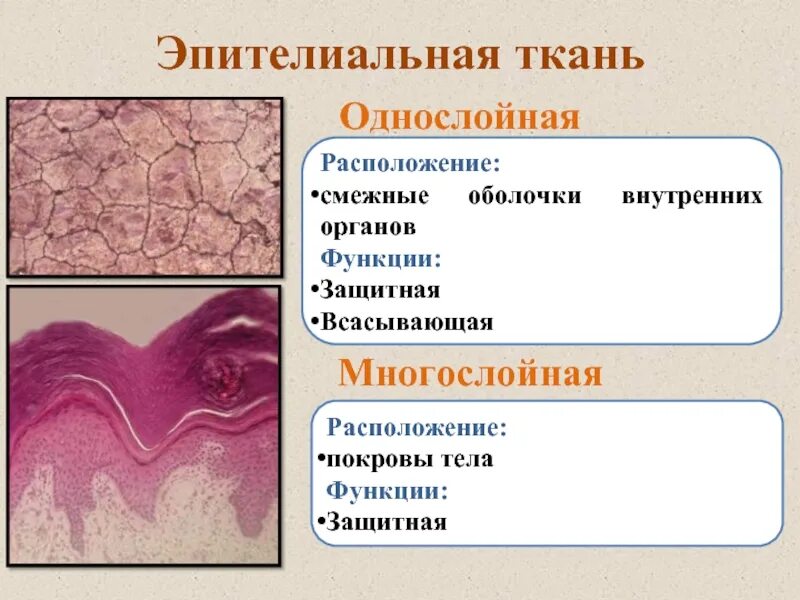 Ткани человека эпителиальная ткань. Ткани эпителиальная соединительная мышечная нервная. Строение тканей человека. Однослойная эпителиальная ткань.