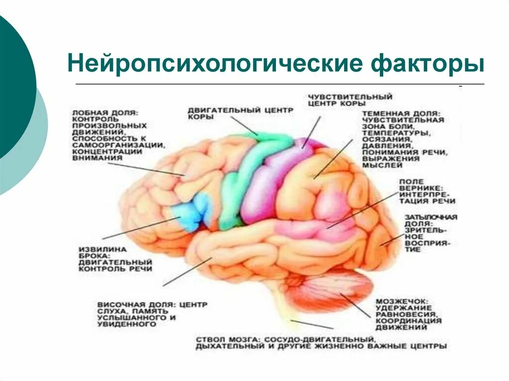 Основные центры мозга. Моторная область коры большого мозга физиология. Строение мозга нейропсихология. Локализация функций ВПФ схема. Нейропсихологические синдромы i блока мозга.