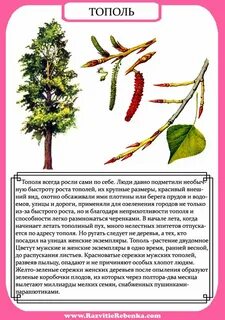 Описание дерева