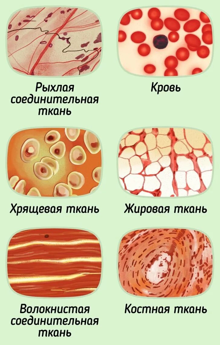Соединительная ткань картинки