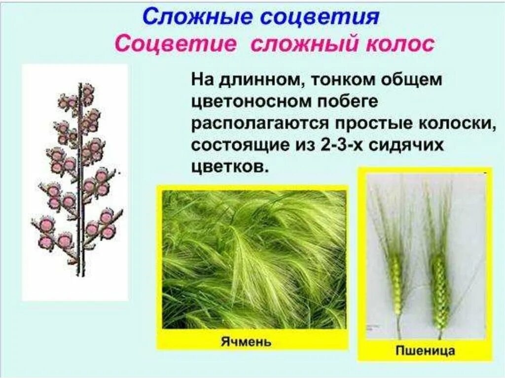 Соцветие сложный початок. Растения с соцветием сложный Колос. Цветы с соцветием сложный Колос. Соцветие сложный Колос примеры. Соцветия 6 класс.