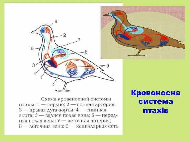 Кровеносная система птиц замкнутая. Кровеносная система птиц схема. Схема кровеносной системы птицы схема. Органы кровеносной системы птиц. Особенности кровеносной системы птиц.