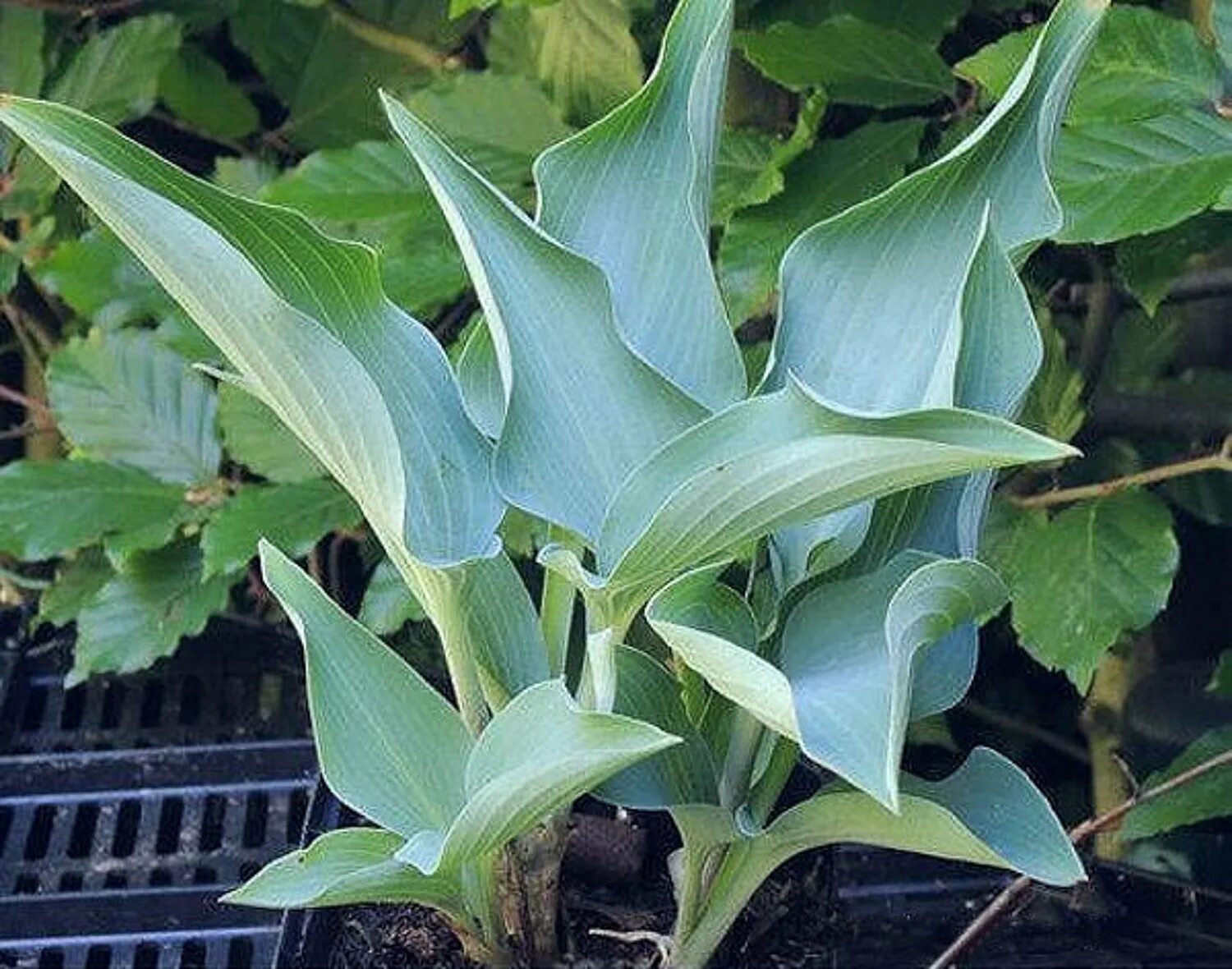 Хоста baby bunting. Хоста ray of hope. Хоста hope. Хоста empress wu. Хоста рей.