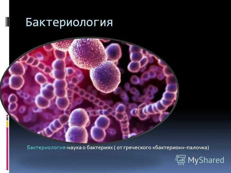 Бактериология это наука о. Наука изучающая бактерии. Что изучает бактериология. Наука о микроорганизмах. Наука изучающая бактерии называется