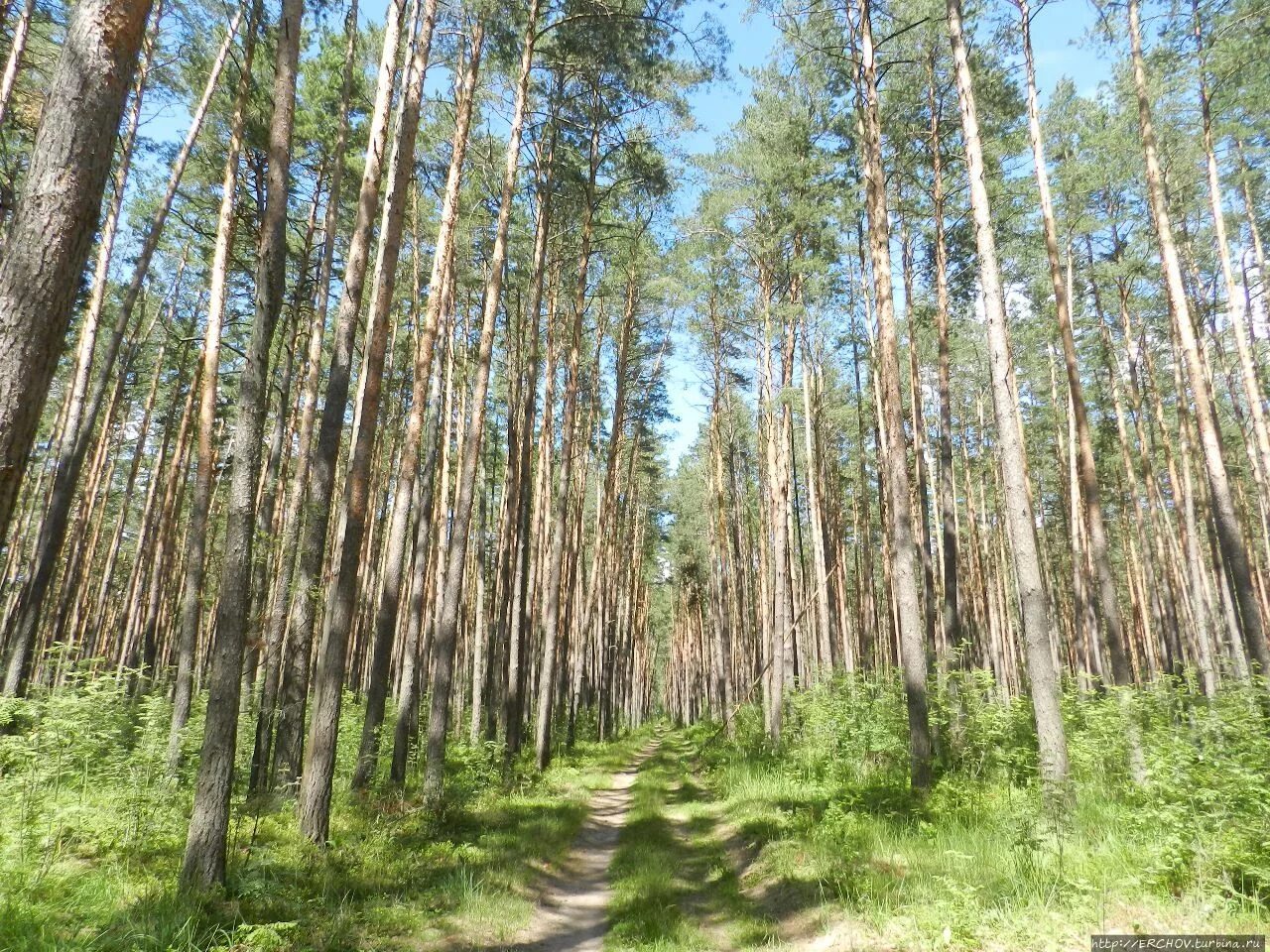 Почему закрыли лесную. Сосновый лес Брянск. Хвойный лес Брянск. Сосна Брянской области. Брянские сосновые леса.