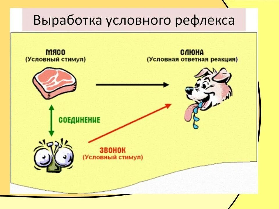 Выработка условного рефлекса по Павлову схема. Механизм образования условных рефлексов Павлов. Выработка условного рефлекса у собаки Павлова. Условный рефлекс собаки Павлова схема.