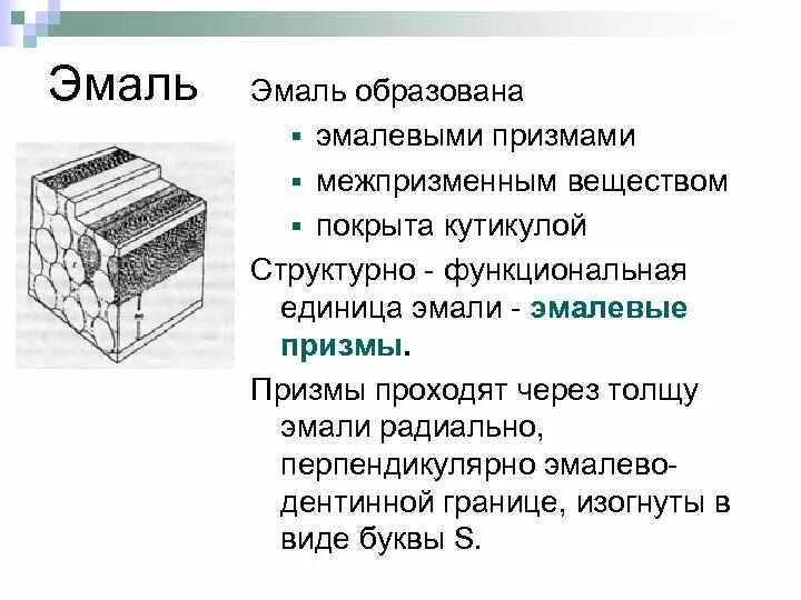 В чем особенность строения эмали какую функцию. Эмалевые призмы. межпризменное вещество эмали. эмалевые призмы зуба. клетки которые образуют эмаль.