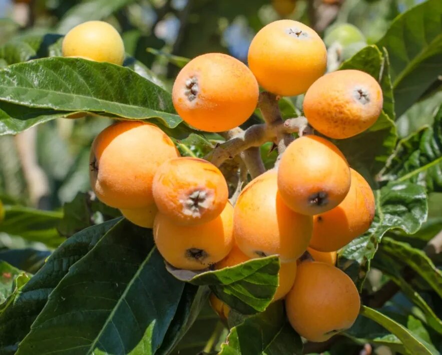 Мушмула японская eriobotrya japonica. Мушмула. Эриоботрия японская (мушмула японская) (eriobotrya japonica). Унаби мушмула. Mespilus germanica мушмула германская.