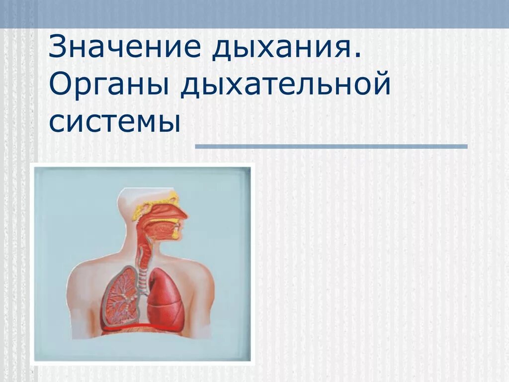 Дыхательная система. Органы дыхания. Строение дыхательной системы человека. Важность дыхательной системы. Роль дыхательной системы 3 класс
