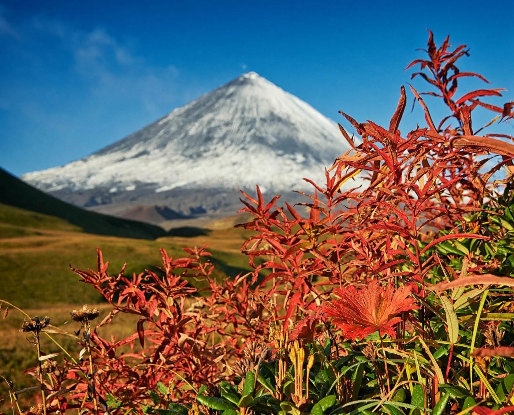 Горная тундра камчатки цветы. Цветы камчатка. Рододендрон камчатский. Горные цветы камчатки. Цветы камчатка.