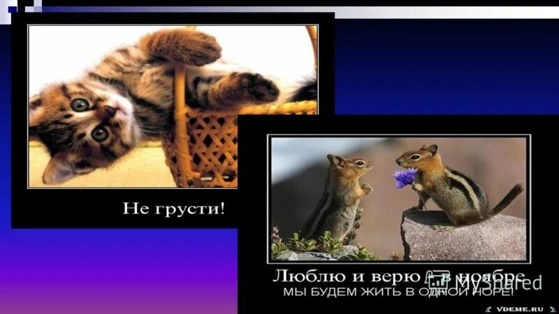 Уставший зверек. Работа про животных. Зайка на работе. Забавные животные. Обезьяна с компьютером.