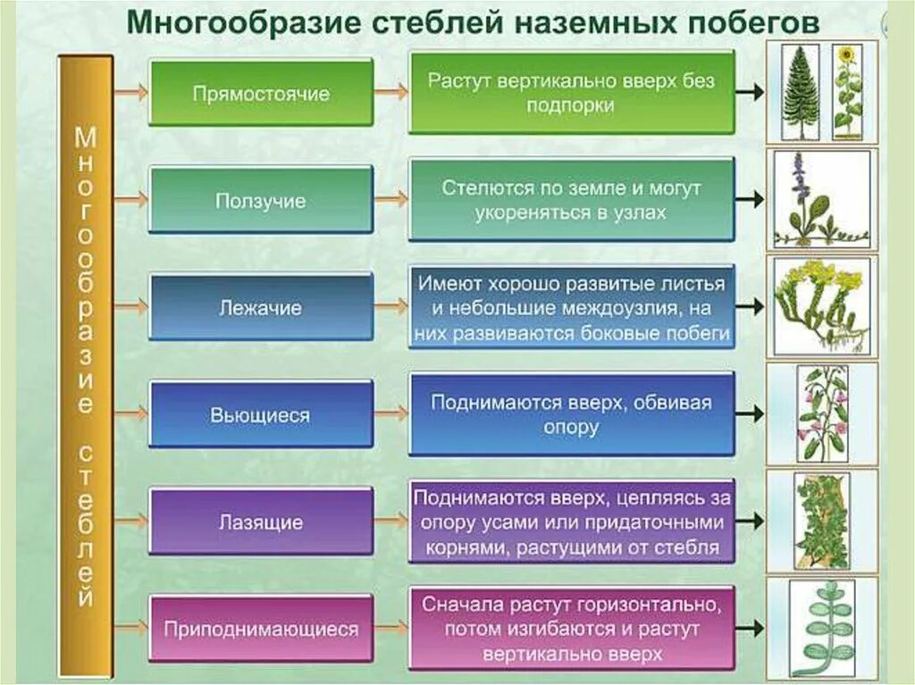 Таблица основные виды растений. Многообразие стеблей. Классификация стеблей. Виды стеблей у растений. Типы роста стебля.