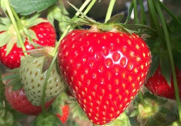 Саженцы клубники лакомка купить в Москве по цене от 100 рублей