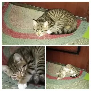 Взяли котенка в 1 месяц