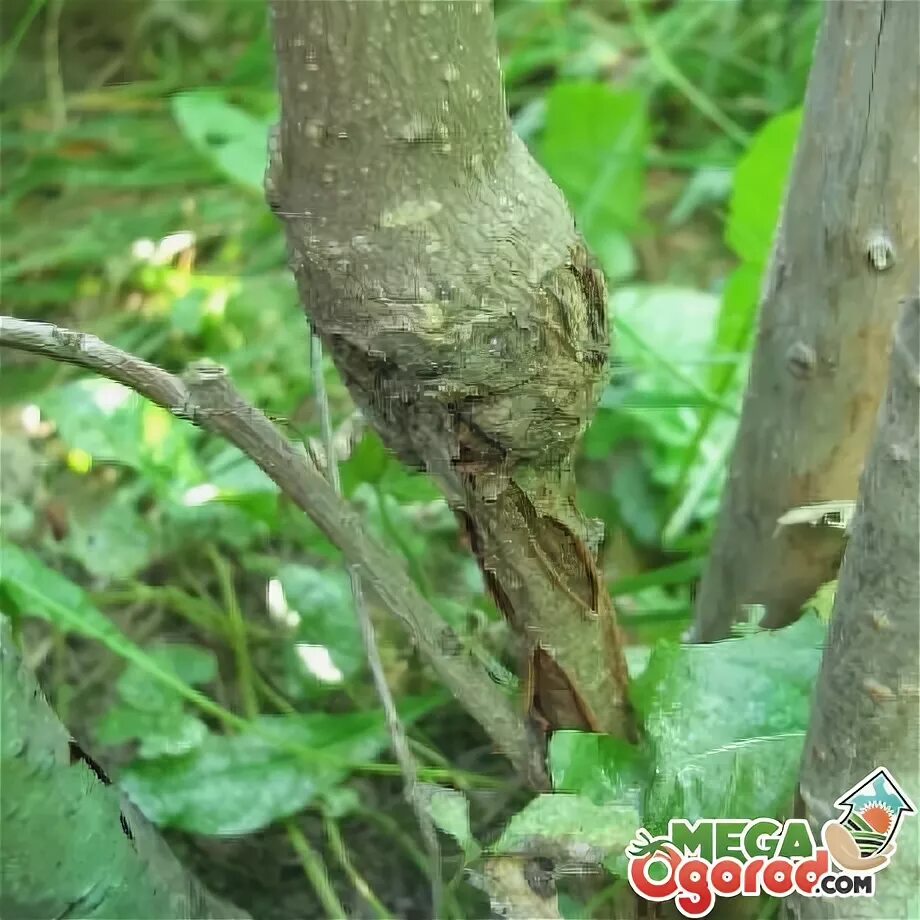 утолщение на стволе дерева