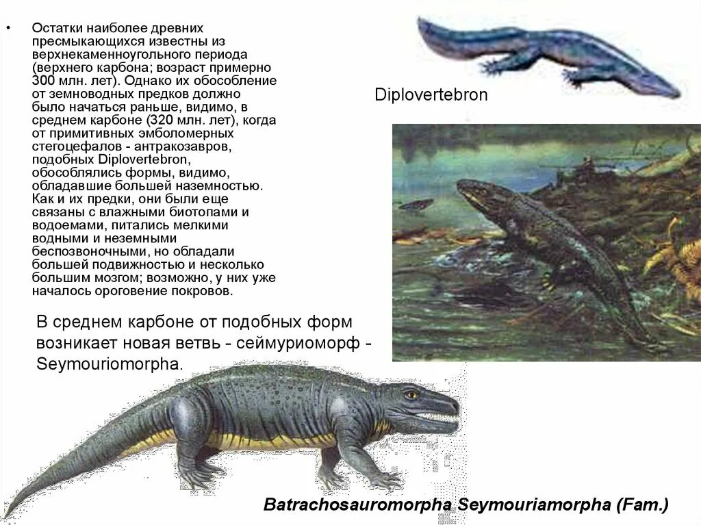 Предки амфибий. Кистеперые рыбы предки земноводных. земноводные предки. возможные предки земноводных.