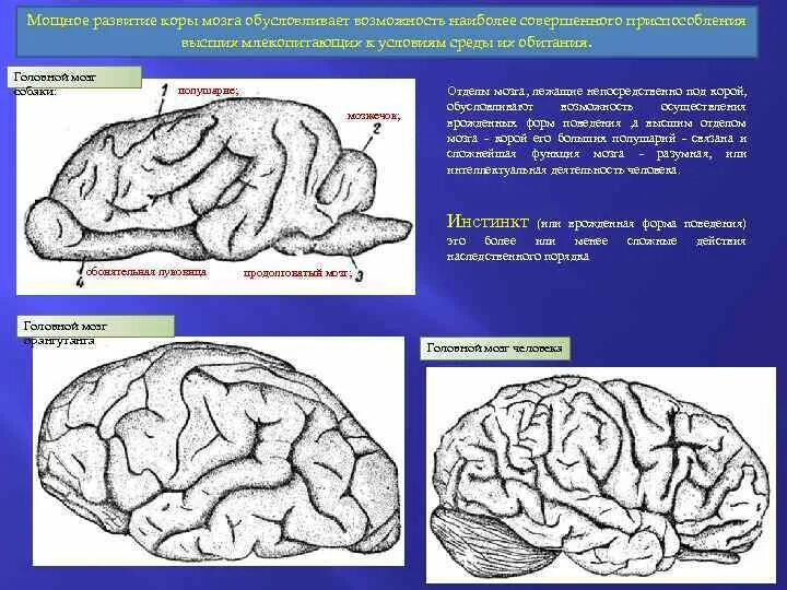 Значения коры мозга. Головной мозг собаки строение функции. Отделы головного мозга собаки.