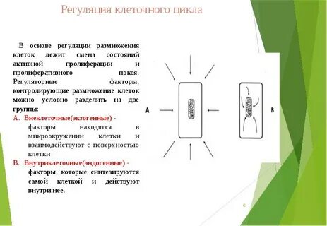 Регуляция пролиферации клеток