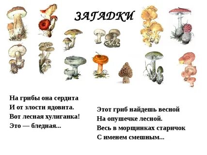 3 загадки про грибы
