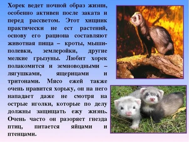 Лесной хорек описание и фото Информация о хорьках фото