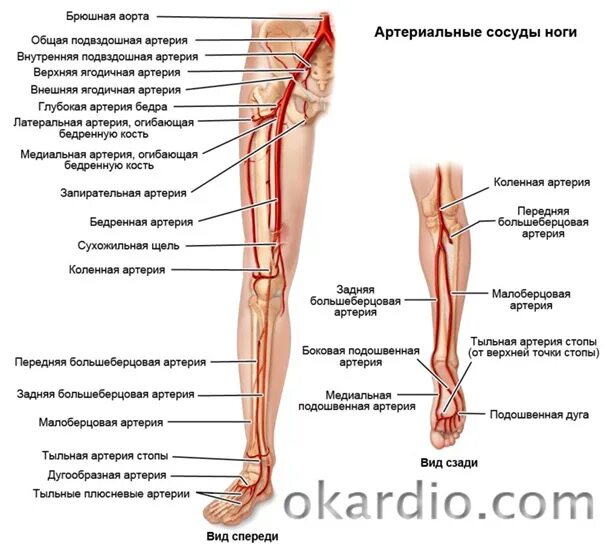 Артериальные сосуды нижних конечностей. Сосуды нижних конечностей анатомия. Артерии нижних конечностей анатомия схема. Кровоснабжение нижней конечности схема. Артерии нижней конечности анатомия.