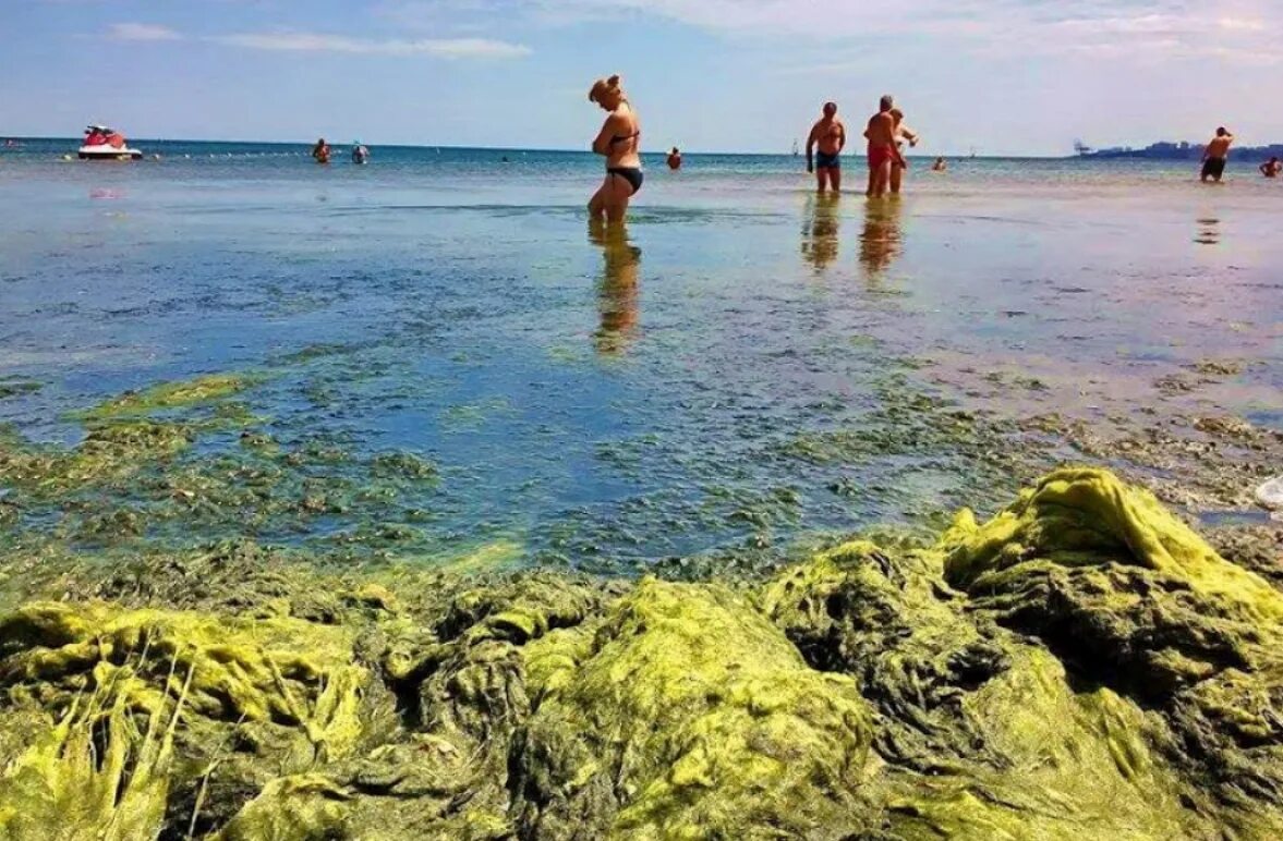 Водоросли в анапе. Цветение моря в Анапе. Цветение водорослей в Анапе. Анапа море водоросли.